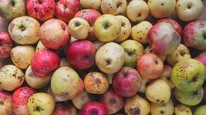 Ortofrutta, i prodotti più sprecati nei supermercati