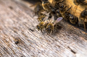 Pesticidi neonicotinoidi, l'Efsa conferma rischio per le api