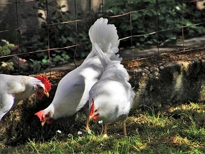 Francia, no alle galline in gabbia: consentito solo l'allevamento all'aperto