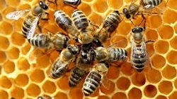 Divieto di utilizzo per tre insetticidi dannosi per le api