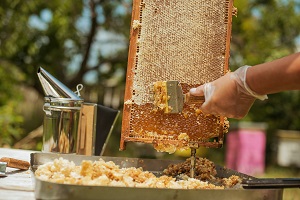Coldiretti fa il punto sulle api e sul miele