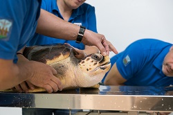 Rio Mare e l’AMP Isole Egadi insieme per le tartarughe del Mediterraneo