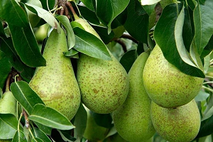 Pere, campagna nel segno della stabilità