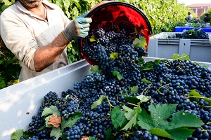 Vendemmia 2018, Italia ancora 1° produttore mondiale