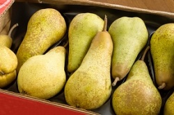 OI Pera, scende la disponibilità di pere per la stagione 2018/2019