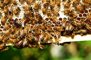 DigithON2018, il premio Evolvere va a una startup che aiuta gli apicoltori