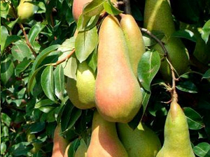 Vertici rinnovati per Oi pera