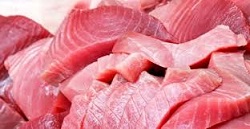 Sequestrate in Spagna 80 tonnellate di tonno rosso