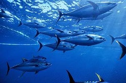 WWF e Bolton Alimentari insieme per una pesca sostenibile