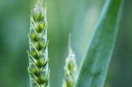 Il fertilizzante bio che porta l'innovazione in agricoltura