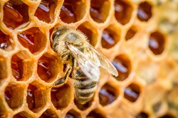 Un comune pesticida danneggia la vita delle api