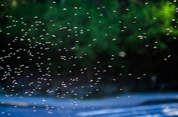 Lotta biologica contro le zanzare con un batterio larvicida