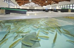 Nuovi mangimi sostenibili per i pesci da allevamento