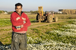 Agricoltura: sempre più lavoratori stranieri