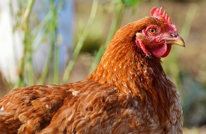 Kfc, no agli antibiotici negli allevamenti di polli