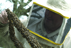 Buoni e italiani: il miele e i prodotti apistici Conapi garantiscono alta qualità e origine