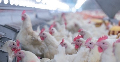 I danni del rapido accrescimento