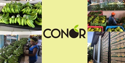 La banana Bio e Fairtrade Conor per le scuole