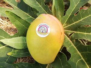 Frutta esotica bio made in Sicily