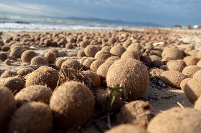 Le palle di Nettuno di Posidonia spazzine del mare