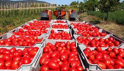Si è insediato il Comitato Etico dell'OI Pomodoro da industria del Bacino Centro Sud Italia