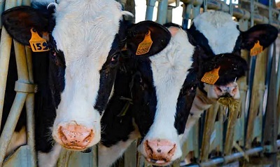 Un’etichetta sul metodo di allevamento delle vacche da latte