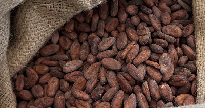 Ferrero spinge sul cacao tracciato per garantire la sostenibilità delle filiere