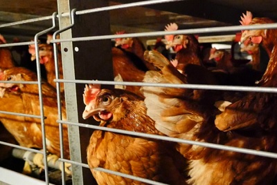 Aziende alimentari contro le gabbie negli allevamenti
