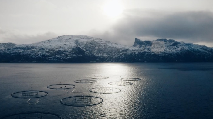 Mowi: l’irresistibile risalita del salmone