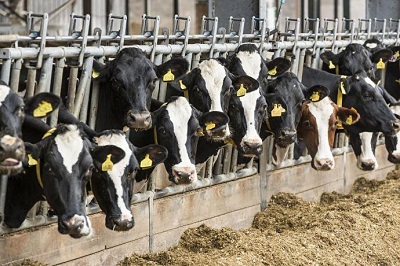 I costi occulti dell’allevamento