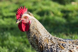 Mangimi sostenibili a base di larve per alimentare i polli bio