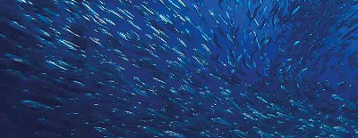 Segnali incoraggianti dal mare