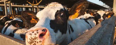 La zootecnia italiana: tradizione e innovazione