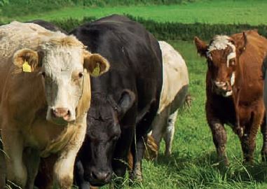 Carne bovina irlandese da allevamenti al pascolo: buona per natura