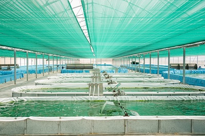 Andriani e ApuliaKundi,  un progetto di economia circolare per la coltivazione di alga Spirulina