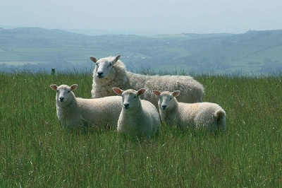 Welsh Lamb Igp: l’agnello che piace agli chef
