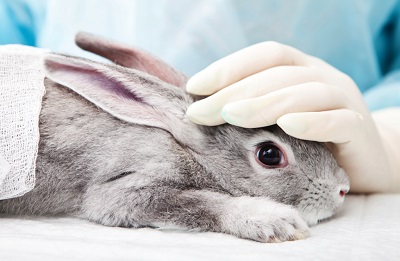 Stop ai test dei cosmetici sugli animali