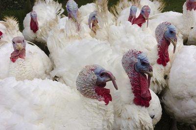 130.000 mila tacchini abbattuti in pochi giorni