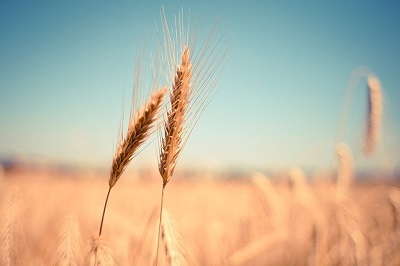 Agroservice acquisisce Società Produttori Sementi