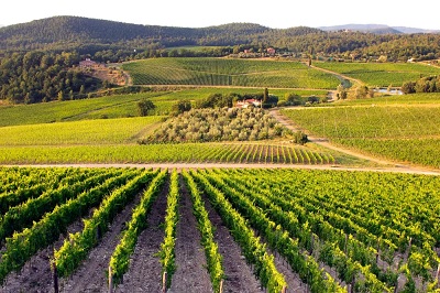 Bilancio positivo per il vino Made in Tuscany nel 2021