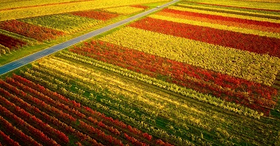 Dr. Schär stabilisce nuovi standard  di sostenibilità