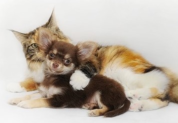 Whitebridge Pet Brands e Agras Pet Foods annunciano la loro fusione