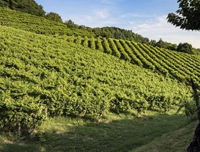 Asolo Prosecco brinda ad un inizio 2022 brillante