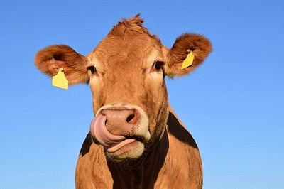 Il Consorzio Parmigiano Reggiano premia le stalle attente al benessere animale