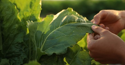 Coprob-Italia Zuccheri: approvato il bilancio 2021