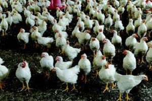 Filiera avicola produttiva e sostenibile