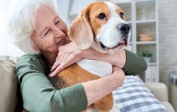 Un cane come vero amico