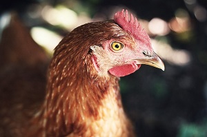 Coldiretti: stop alle importazioni di pollo “truccato”