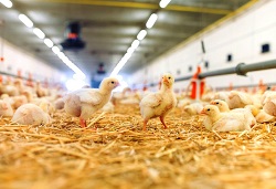 Ikea annuncia un nuovo piano per ridurre le sofferenze dei polli