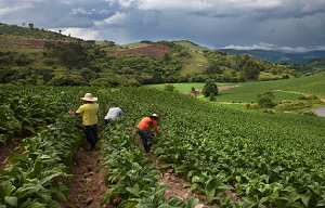 C’è intesa tra Philip Morris e il Mipaaft